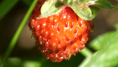 fragaria vesca wild european woodland strawberry