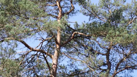 Shot-of-big-pine-tree-from-top-all-the-way-down