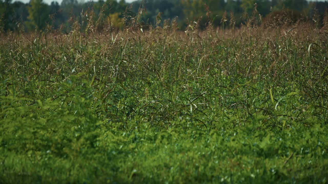 Lush wild grass field swaying in the breeze at Lonjsko Polje, Croatia