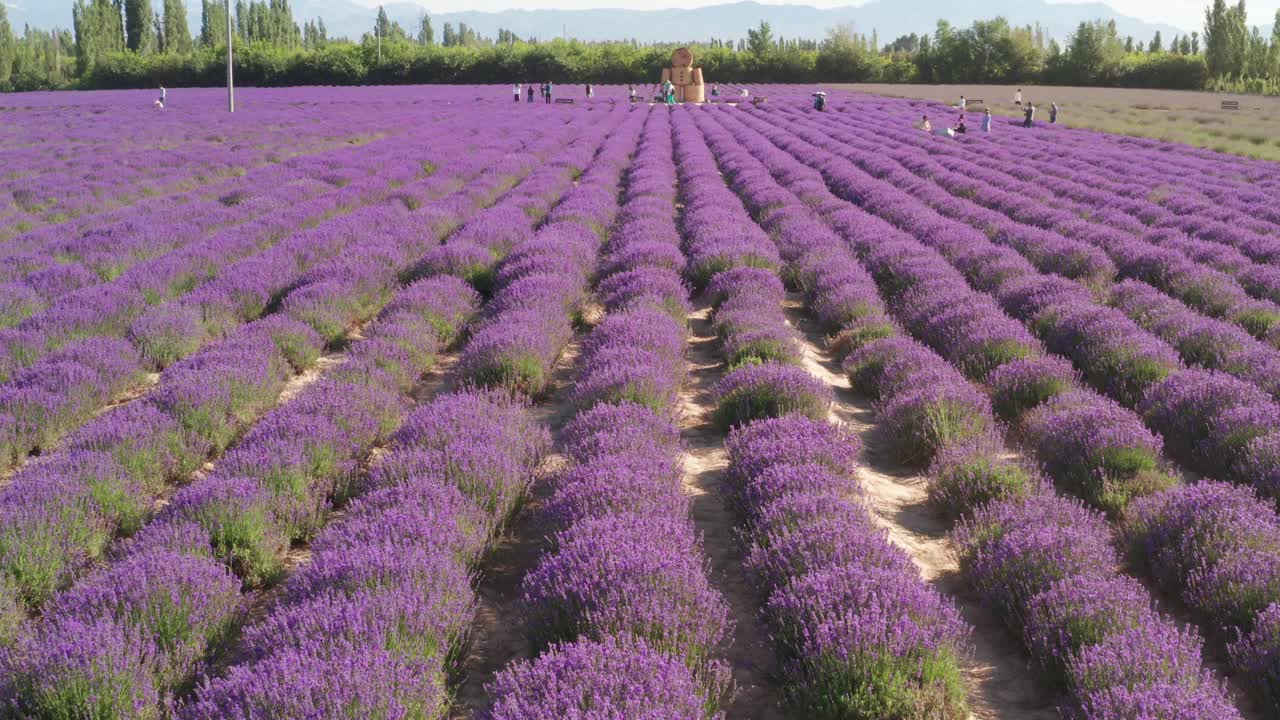 la mansión de la lavanda en un día soleado.