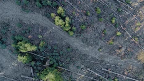 felled trees lying on ground after deforestation of woodland area, aerial