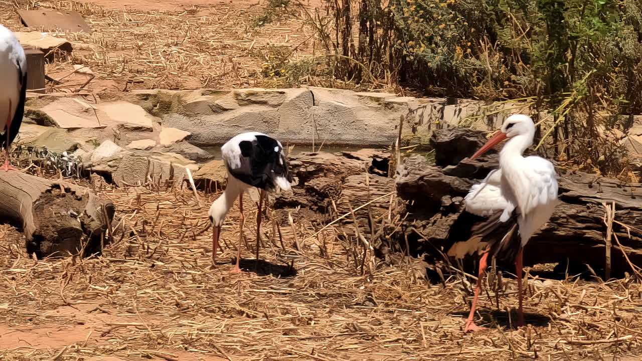 Handheld shot of stork family preen and eat at Attica park, Greece zoo bird