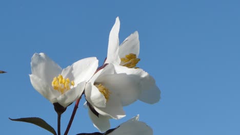 Jazmín-Blanco-Floreciente-Hermosas-Flores-Fragantes