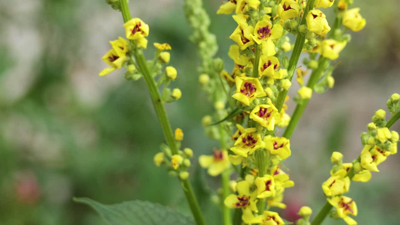 꽃이 피는 노란색 mullein 꽃의 클로즈업