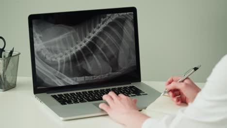 veterinarian reviewing dog's spine x-ray