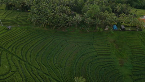 Schöne-Reisterrassen-An-Einem-Nebligen-Morgen-In-Der-Nähe-Des-Dorfes-Tegallalang-In-Ubud,-Bali,-Indonesien
