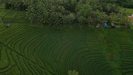 beautiful rice terraces on misty morning near tegallalang village in ubud, bali, indonesia