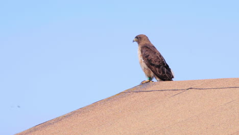 Ein-Wunderschöner-Rotschwanzbussard-Sitzt-Auf-Dem-Dach-In-Einer-Steilen-Schlucht-Und-Beobachtet-Seine-Umgebung