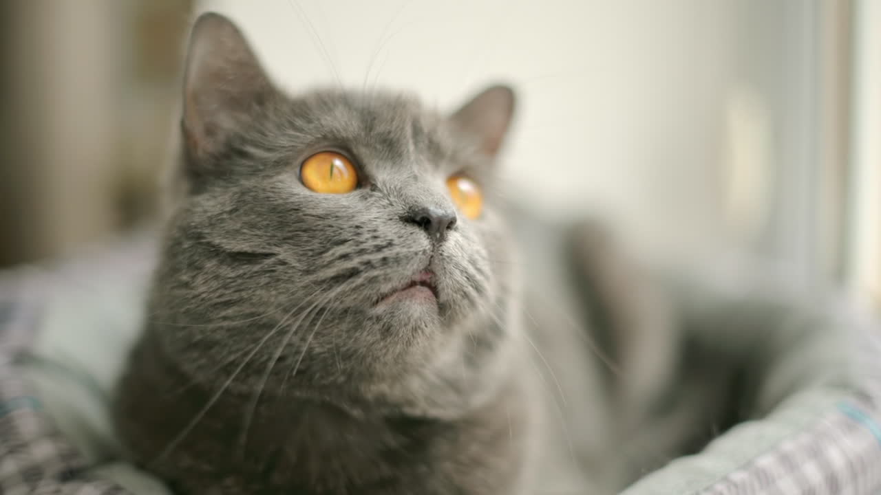 Close up of British Shorthair cat resting in it's bed