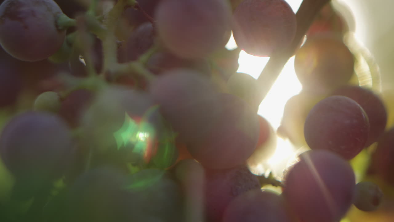 Macro shot of red grapes on the vine, illuminated by golden sunlight, highlighting the natural texture and fresh ripeness of the fruit.