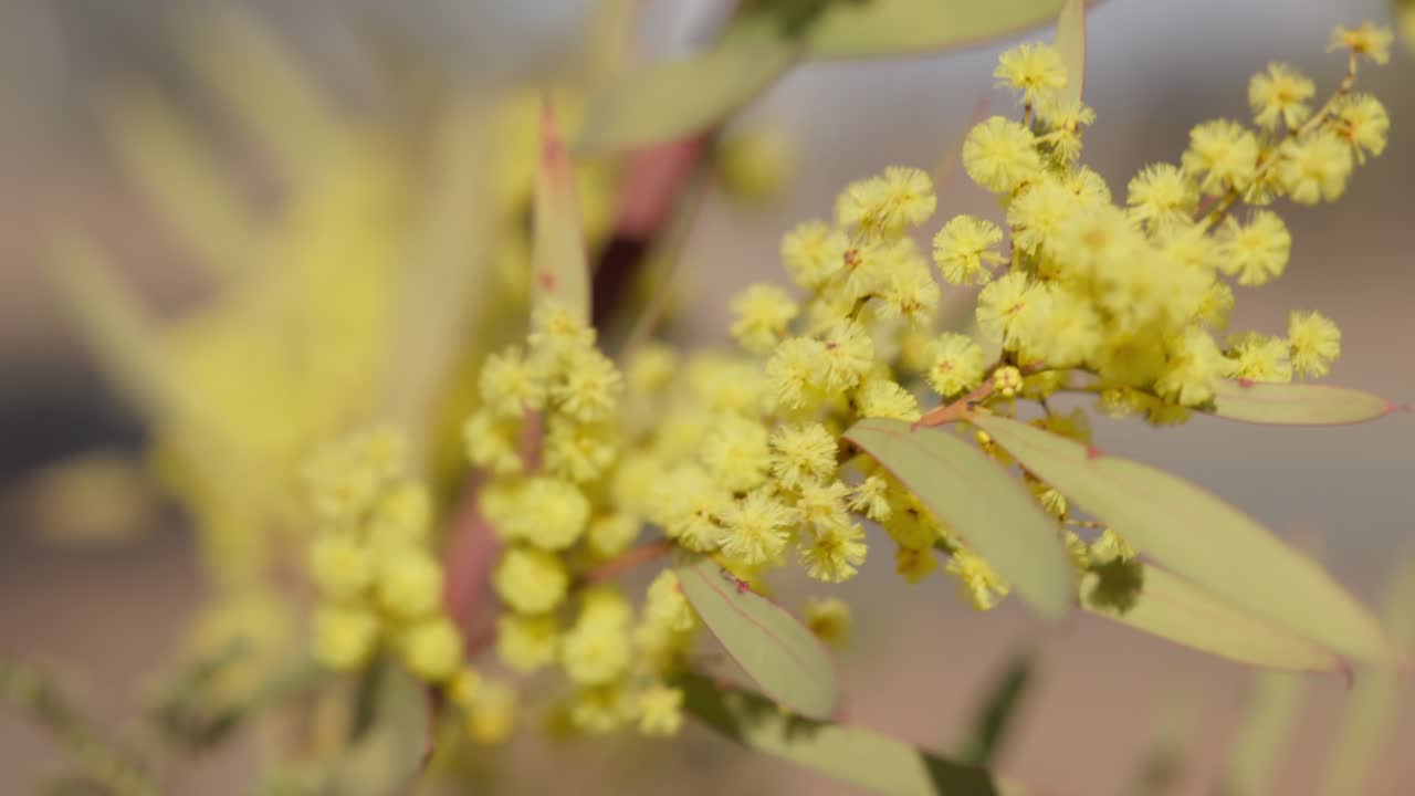 Close macro detail of golden wattle blossoms in motion, highlighting Australia’s national floral emblem