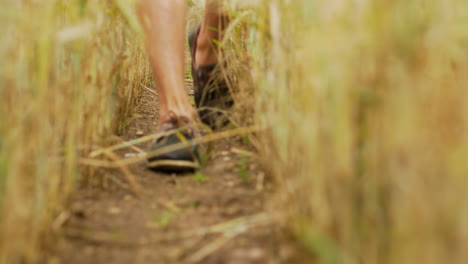 feet shoes of young man walking on farmers field farm lane between crops wheat oat plants in nature dirty ground revealing summer hill playing inspecting thinking tall grass agro culture go sunny feel