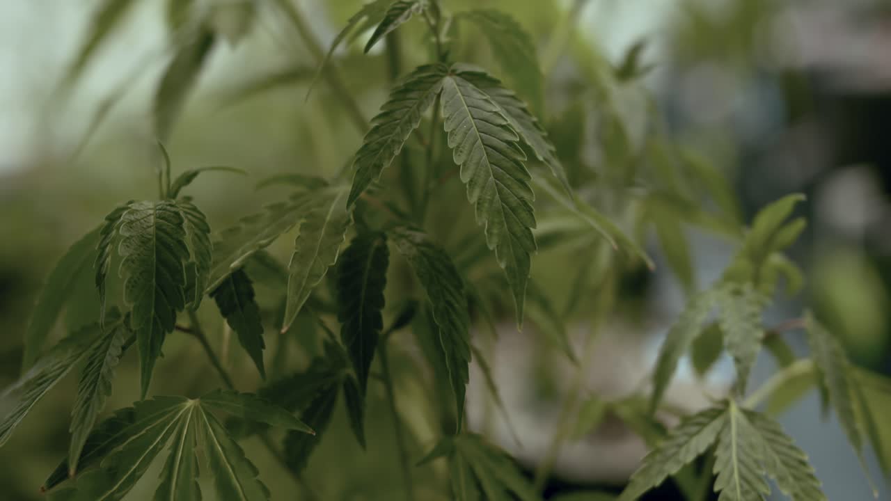 커브 하우스 에 있는 대마초 식물