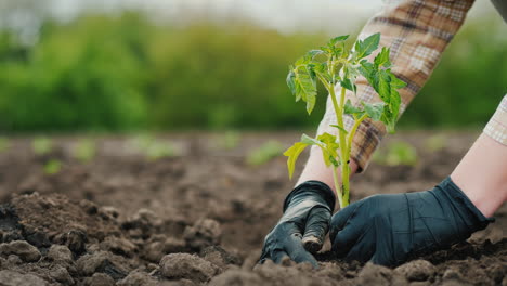 el agricultor pone plántulas de tomate en el suelo - solo se ven las manos en el marco