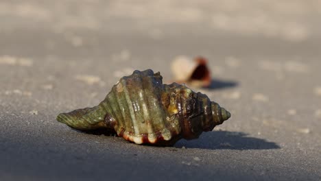 seashell moving slowly on sandy surface