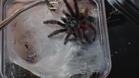 a martinique pinktoe tarantula caribena versicolor kills a grasshopper