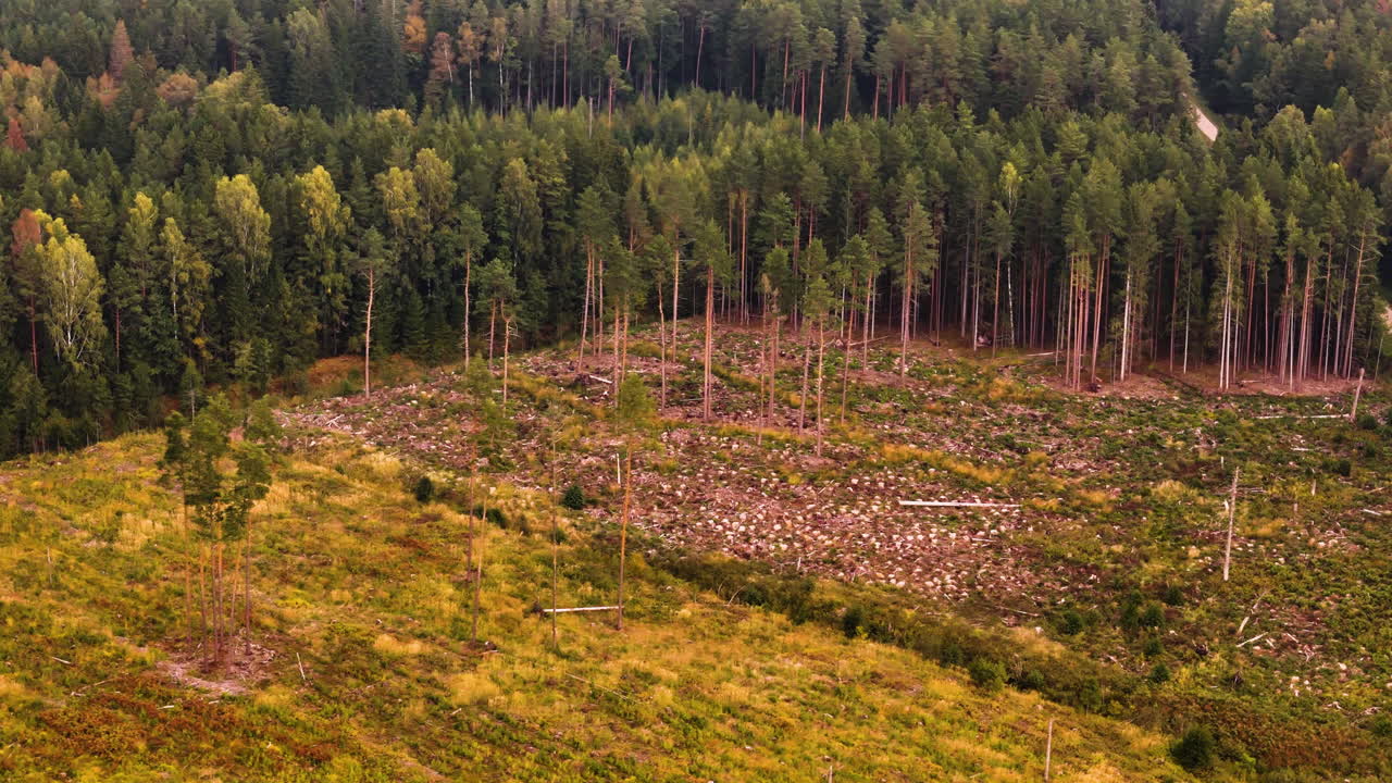 Drone closeup of tree stumps and forest debris after deforestation in Latvia.