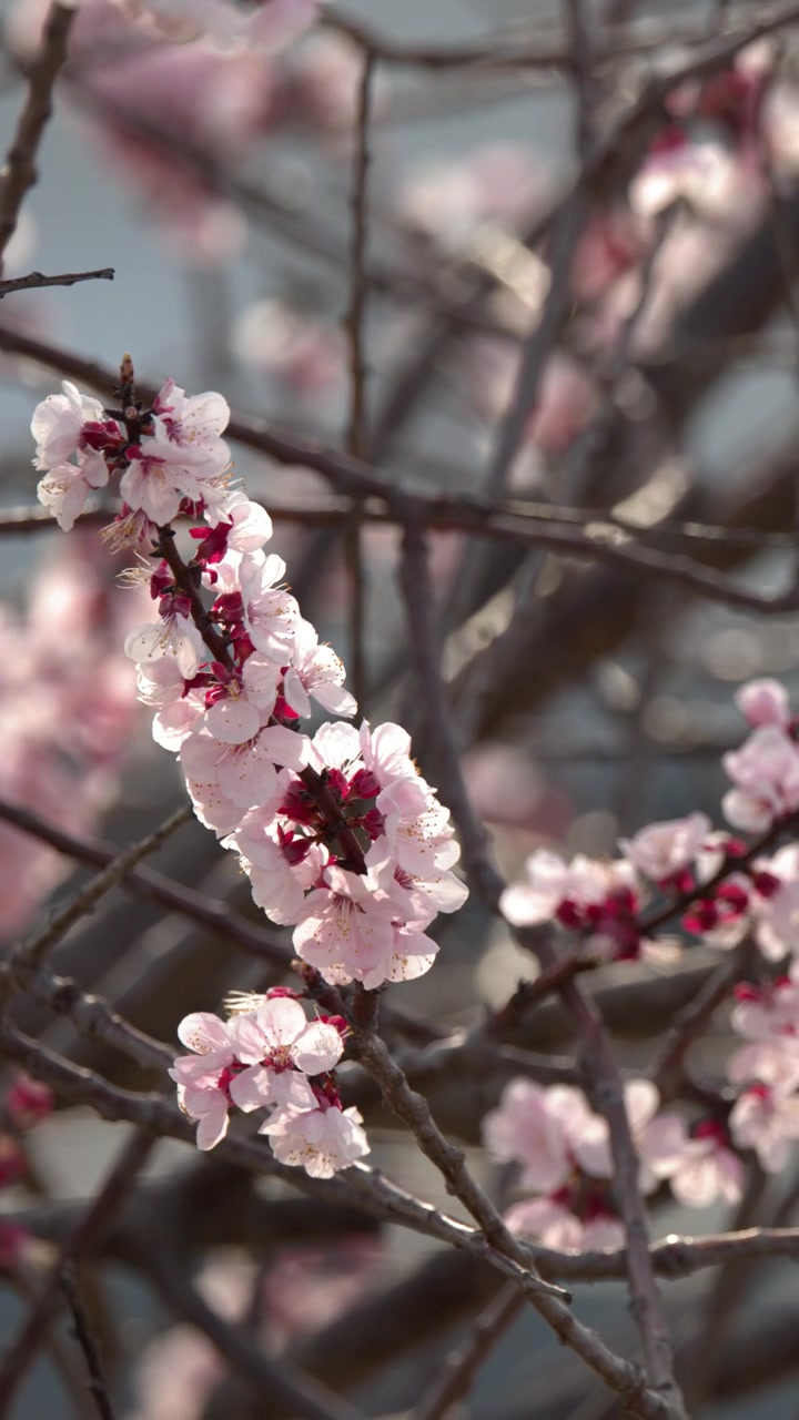 Primo piano statico di fiori di sakura rosa che ondeggiano delicatamente sui rami sotto la luce intensa del giorno.