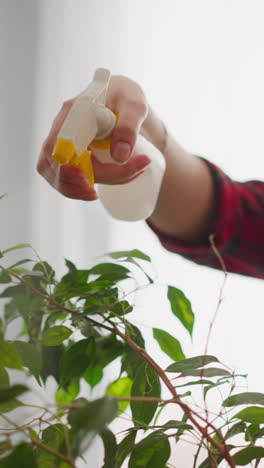 mujer de cabello largo tranquila pulveriza planta de ficus en el apartamento en cámara lenta. cuidado de plantas exóticas y decoración del hogar. pasatiempo de cultivo de jardín doméstico