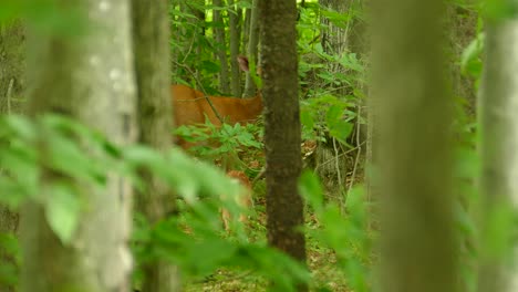 Cute-doe-and-tiny-fawn-standing-inside-thicket-of-trees