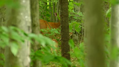 cute doe and tiny fawn standing inside thicket of trees