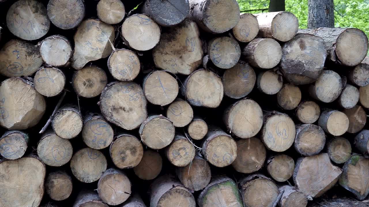 나무 어리. 거대한 나가지 어리의 전망.