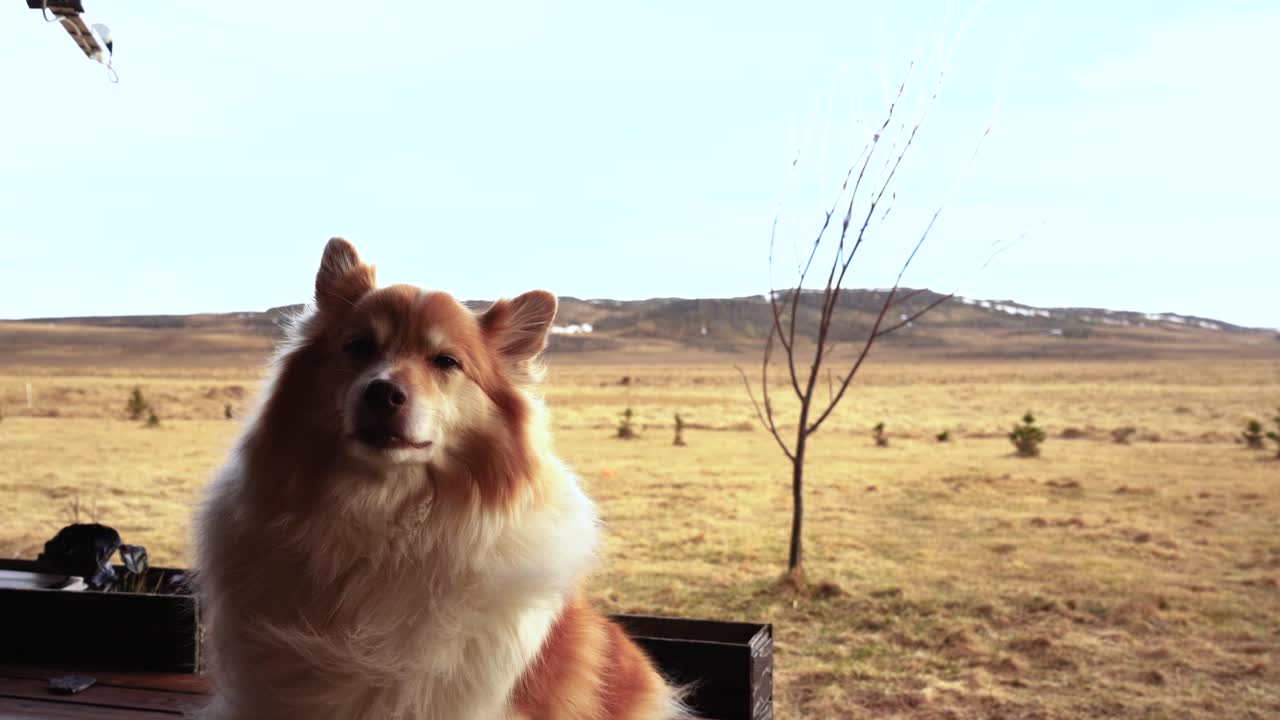 들판과 가을 분위기로 집 주변에서 노는 털복숭이 개