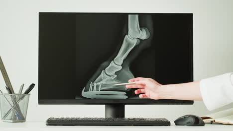 veterinarian examining horse's leg x-ray