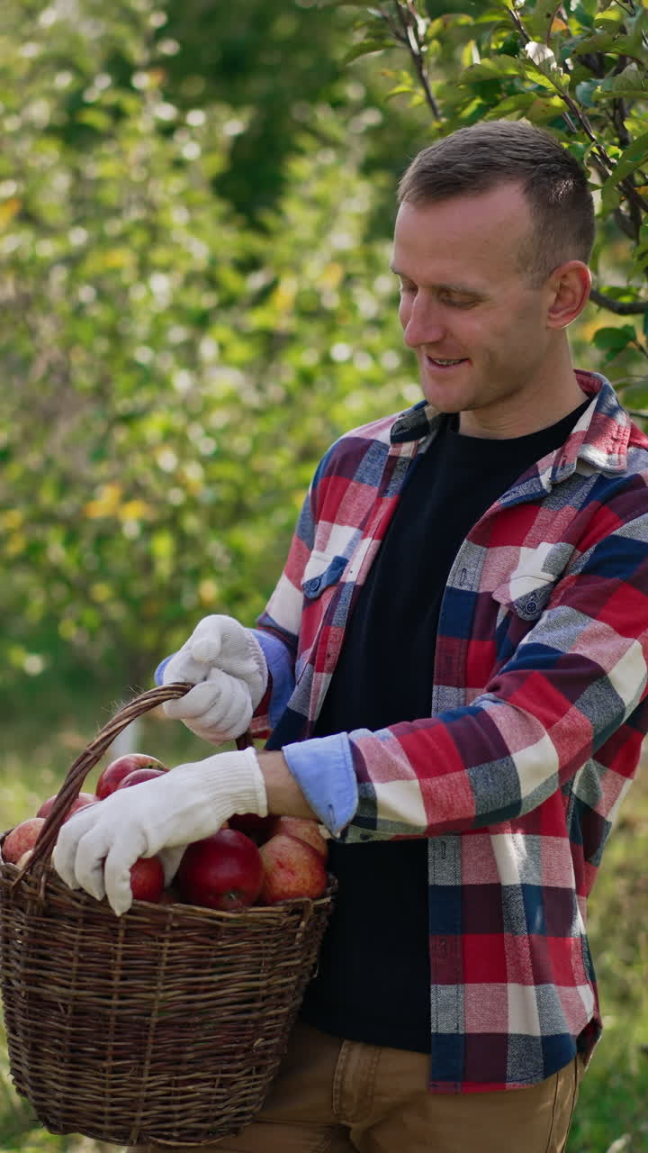 Smiling male farmer has gathered full basket of ripe apples. Man rejoices about the harvest in his orchard, he takes apples and boasts them to the camera. Vertical video