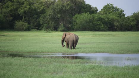 Stunning-view-of-huge-asian-elephant-crossing-shallow-river,-eating-and-splashing-water-while-cooling-down-in-the-wild-in-Sri-Lanka