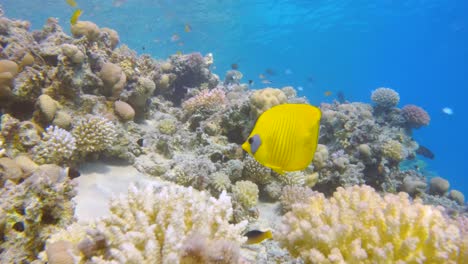 masked bluecheek butterflyfish swim through a coral reef, slow motion