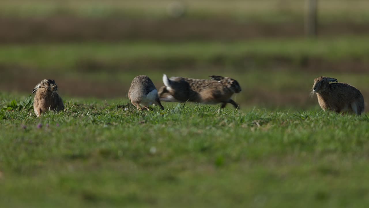 Hares in a Meadow