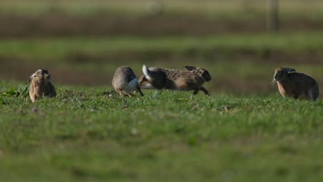 hares in a meadow