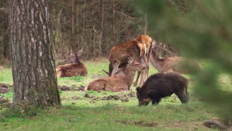 deer and wild boar in a forest