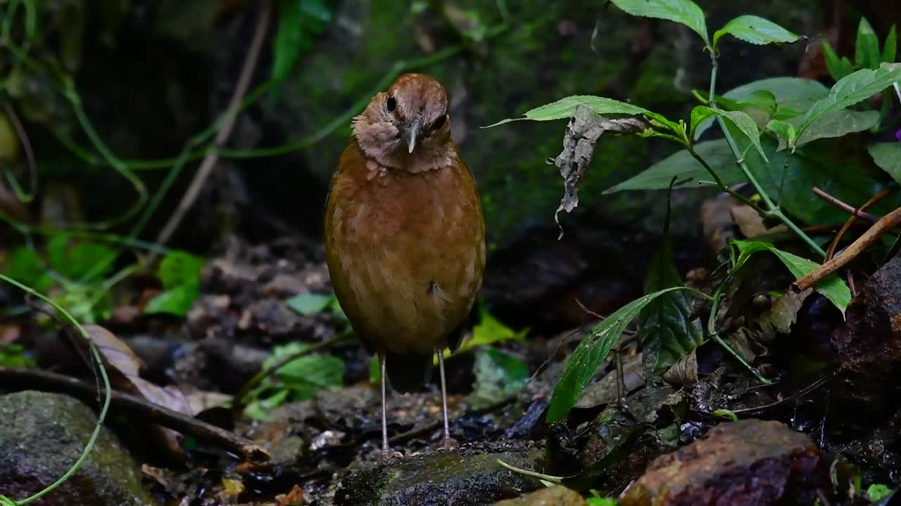 la pitta de nuca oxidada es un ave confiada que se encuentra en hábitats de bosques montañosos de gran altura, hay muchos lugares en tailandia para encontrar esta ave