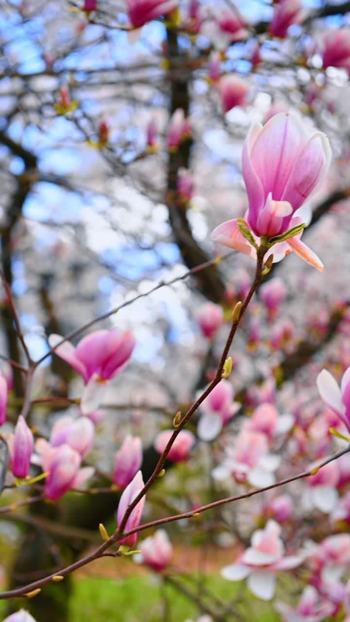 Magnolia tree in bloom. Close up. Beautiful big pink flowers wave slowly in the wind. Vertical video