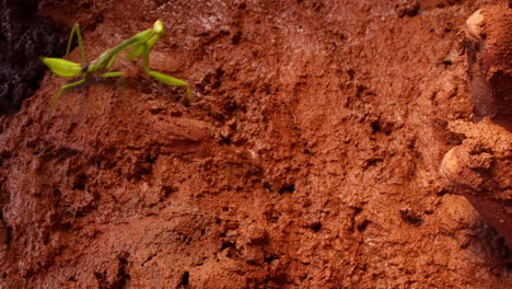 Praying-mantis-walking-on-mud,-dirty-hand-on-scene-and-a-hand-grabs-the-insect