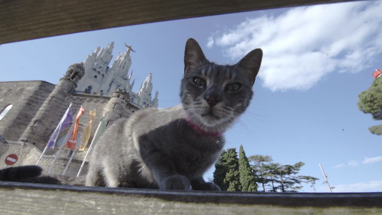 Wild cat resting, catholic church at the background, clear sky, wide angle shot