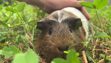 guinea pig in the grass