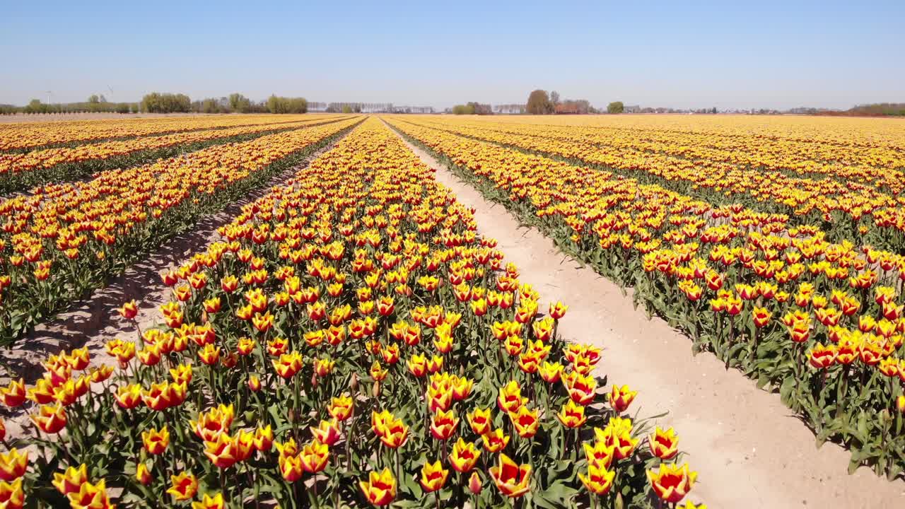 antena volando a baja altura sobre filas de campos de tulipanes amarillos rojos en hoeksche waard