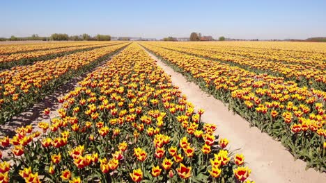 aerial low flying over rows of red yellow tulip fields at hoeksche waard