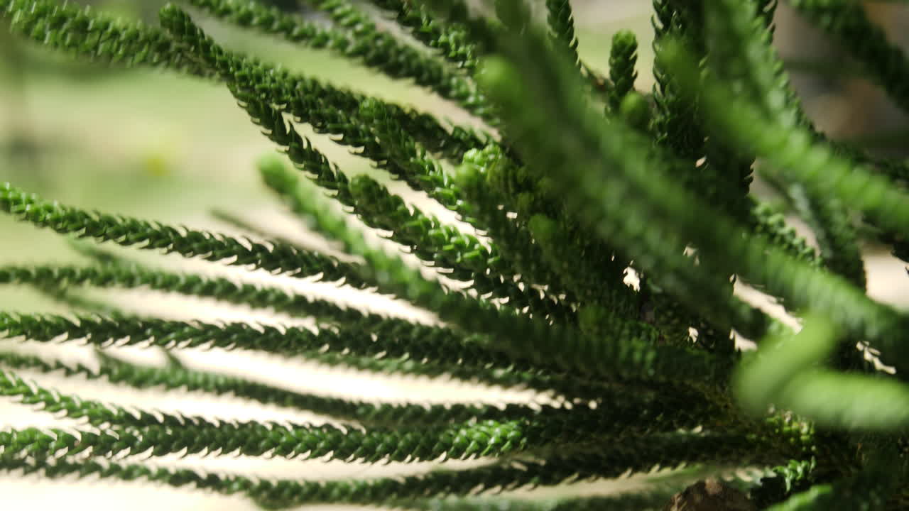 крупный план: хвоя и ветки сосны, обдуваемые ветерком в солнечный день