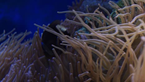 Nahaufnahme-Eines-Blaustreifen-Clownfisches-Und-Einer-Anemone-Auf-Einem-Flachen-Riff-In-Einem-öffentlichen-Aquarium