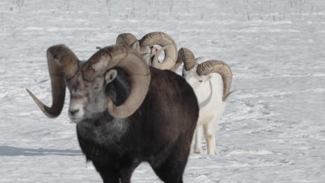 Ovejas-Blancas-Y-Negras-De-Cuerno-Fino-Paradas-En-La-Nieve-En-Yukon,-Canadá