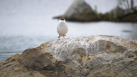 a seagull sitting on a stone in östersjön, sweden