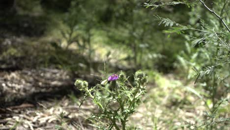 Bees-and-butterfly-pollenating-flower-in-wild-bush-Australian-fauna