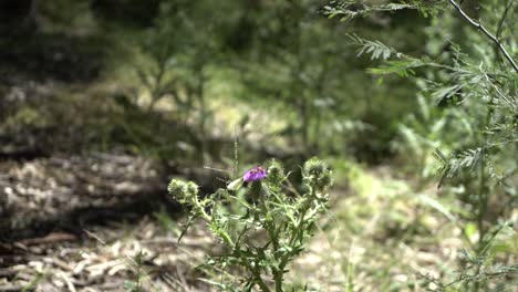 abejas y mariposas polinizando flores en la fauna australiana de arbustos salvajes