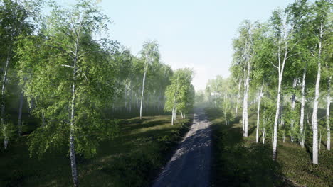 dirty road through summer forest