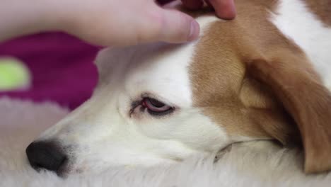 在白色地毯上躺着的猎犬的近距离侧面,一个人在抚摸它的头