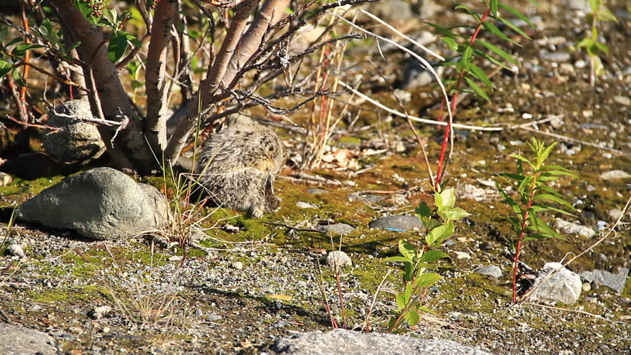 땅다람쥐는 스스로 청소하고 긁는다